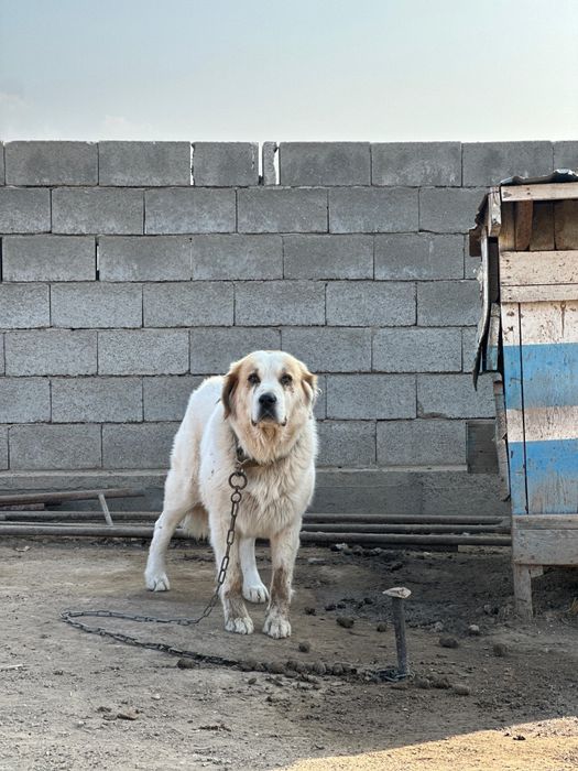 Отдам в хорошие руки