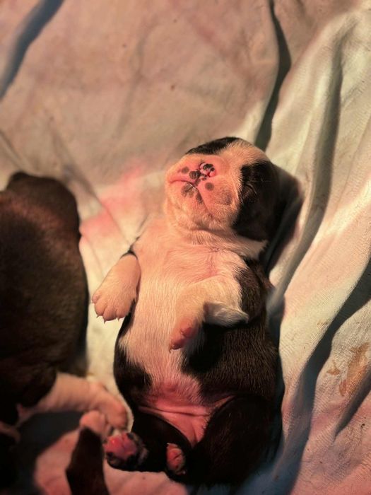 Boston Terrier cu pedigree