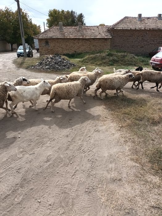 Стадо овце и кози