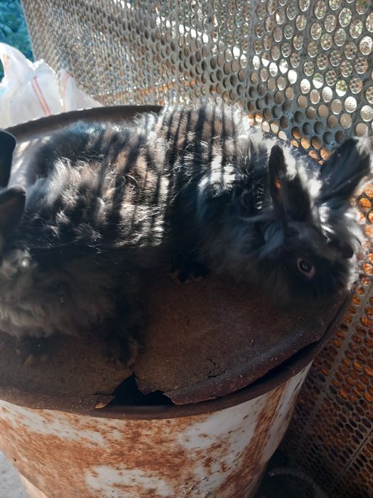 Vând iepuri cap de leu