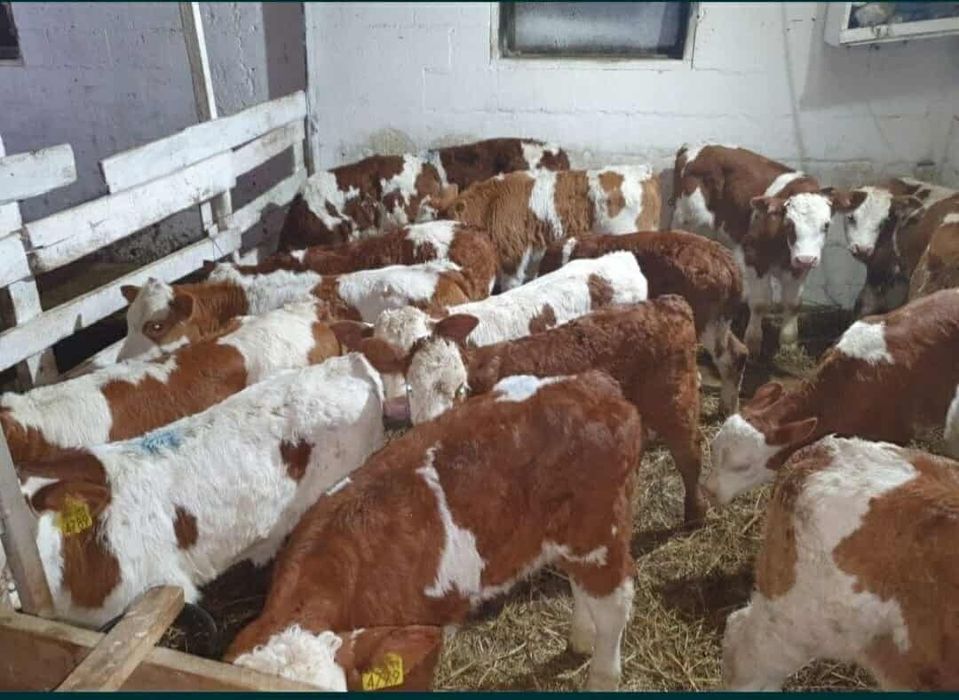 Aduc viței de rasă pe comandă dumneavoastră!!