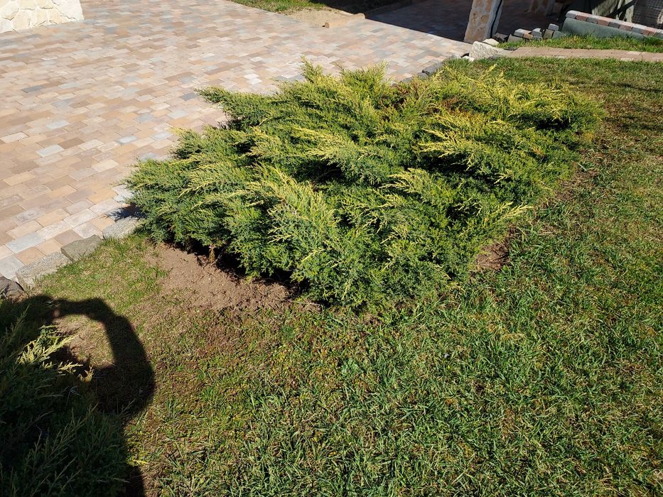 ienupăr pitic,conifer de 1 m diametru