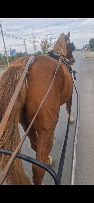 Vând iapă extrem de cuminte