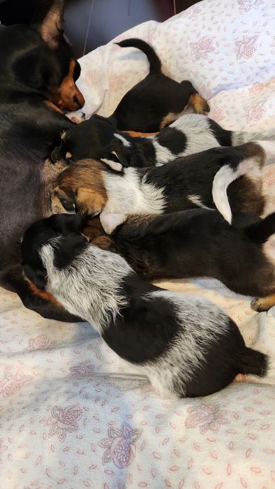 Donez pui cățel talie mica