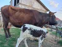 Vand Vaca Buna de lapte este fatata de 4 saptamani