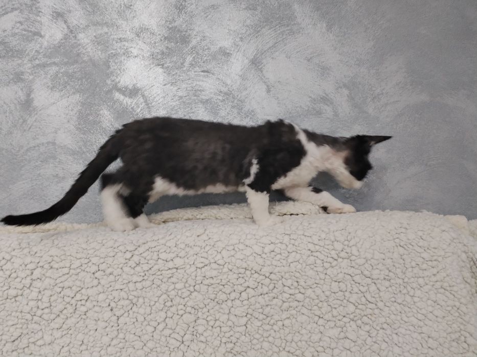 Devon Rex pui mascul