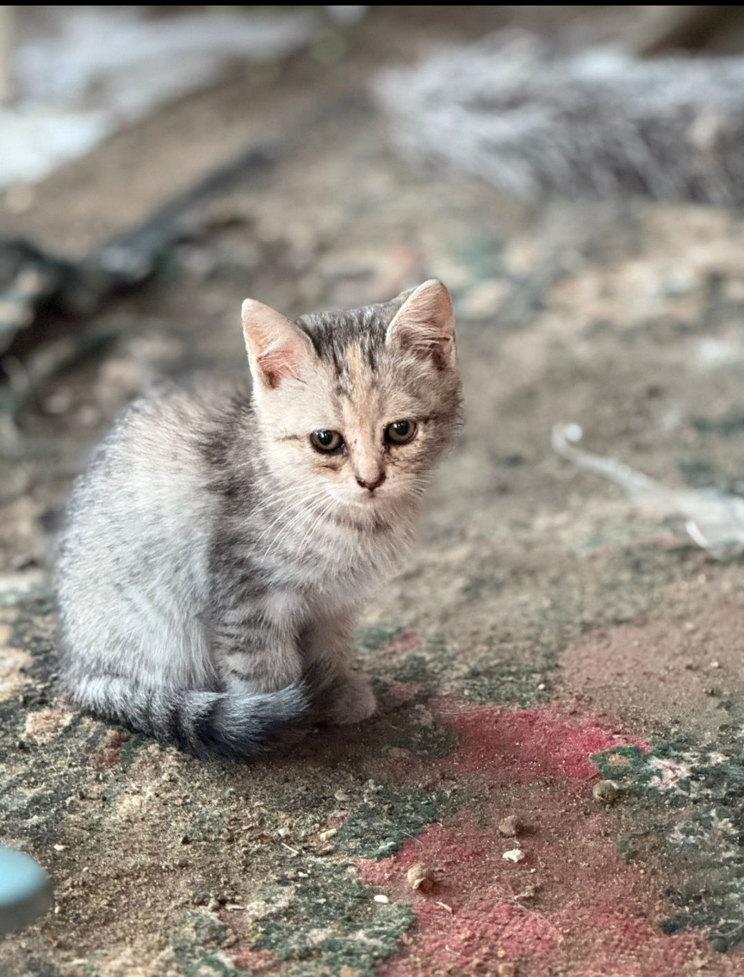 Котята девочки .