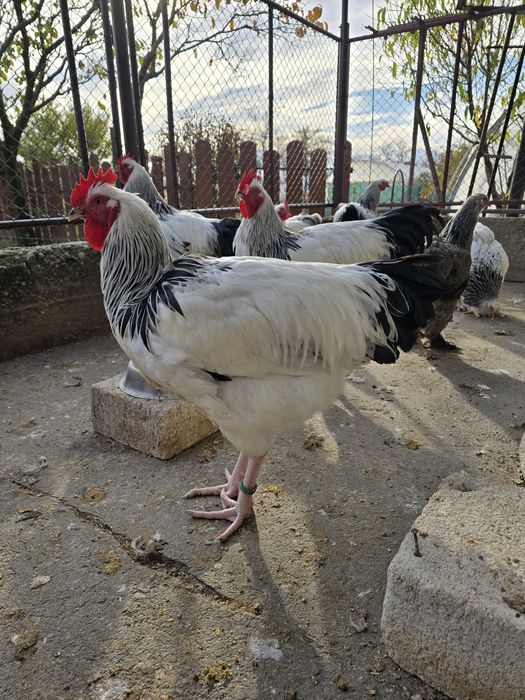 Sussex de vanzare 1 + 2