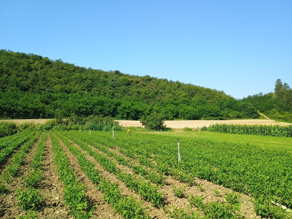 Promo Puiet Nuc Selecționat En Gross/En-Detail,la 100 puiet, 5 gratis