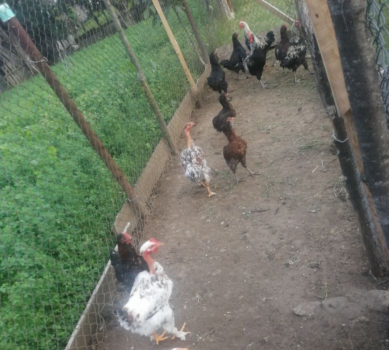 Vând cocoși de diferite rase