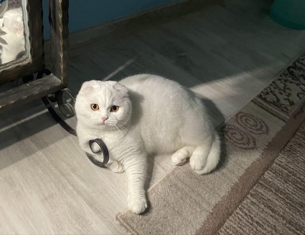 British si Scotish shorthair