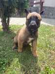 Puiuți Ciobănesc Belgian Malinois