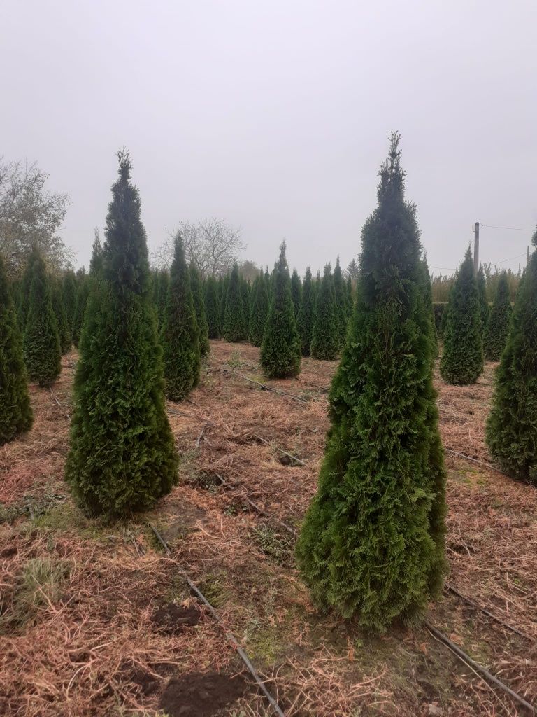 Vând plante ornamentale tuia columnaris