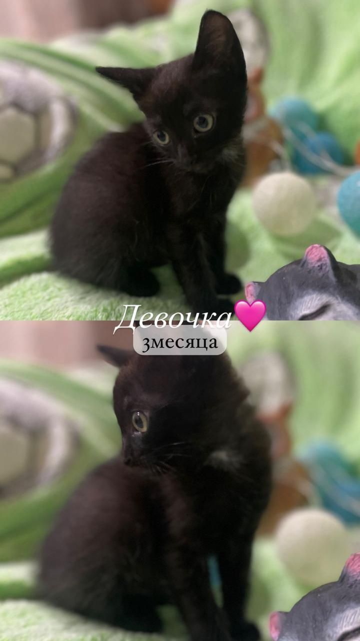 Пристраивается котенок котята