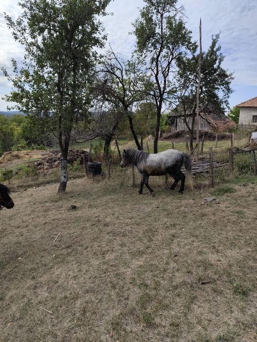 Ponei tanar de vânzare