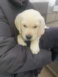 Labrador retriever pedigree parinti Campioni
