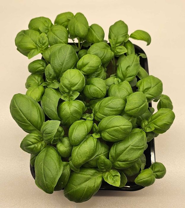 Микрозелень в наличии