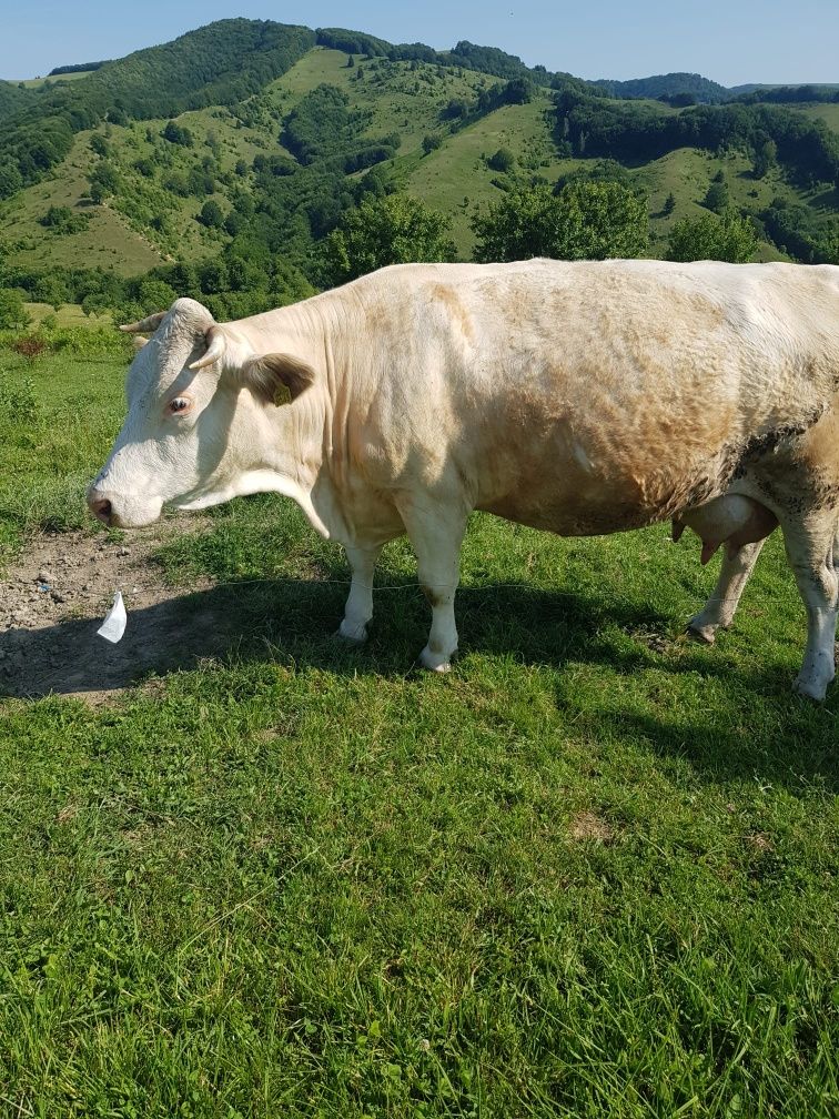 Vând vaca cu vițel de 2 săptămâni