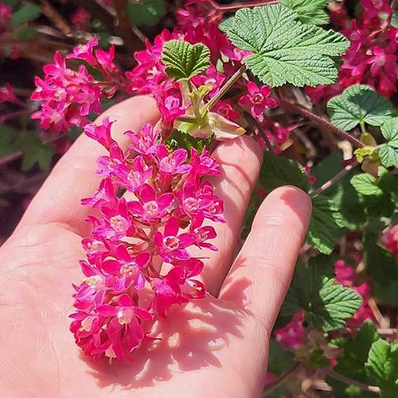 Ribes Amore/декоративно френско грозде/