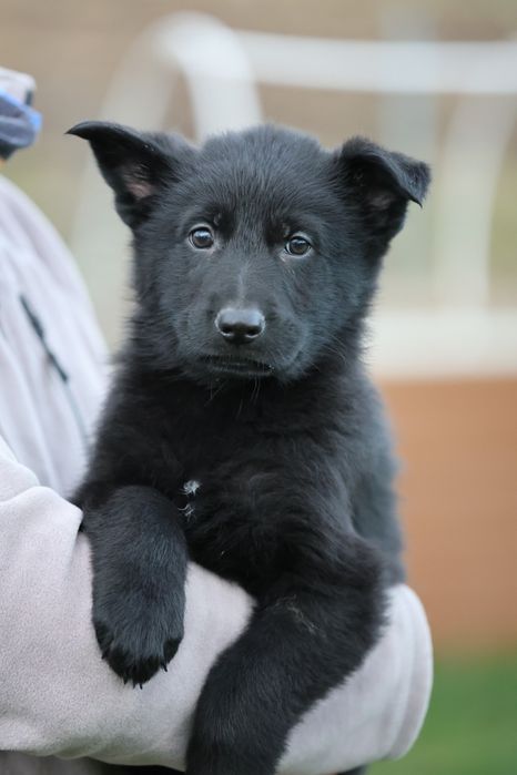 Ciobanesc german canisa autorizata linie de lucru
