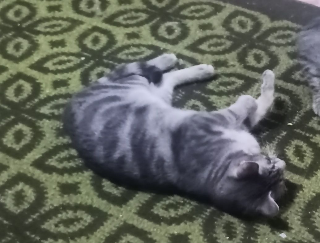 Серый - молодой котяра