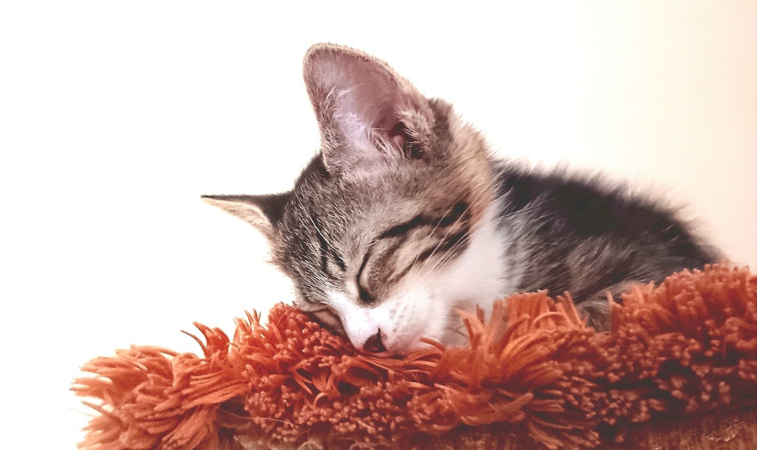 Котенок (мальчик)