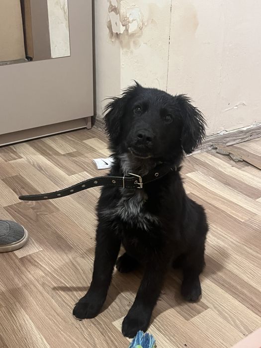 отдам щеночка в добрые руки