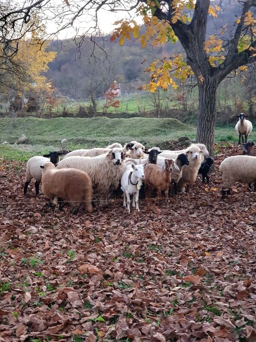 Oi suffolk si turcane