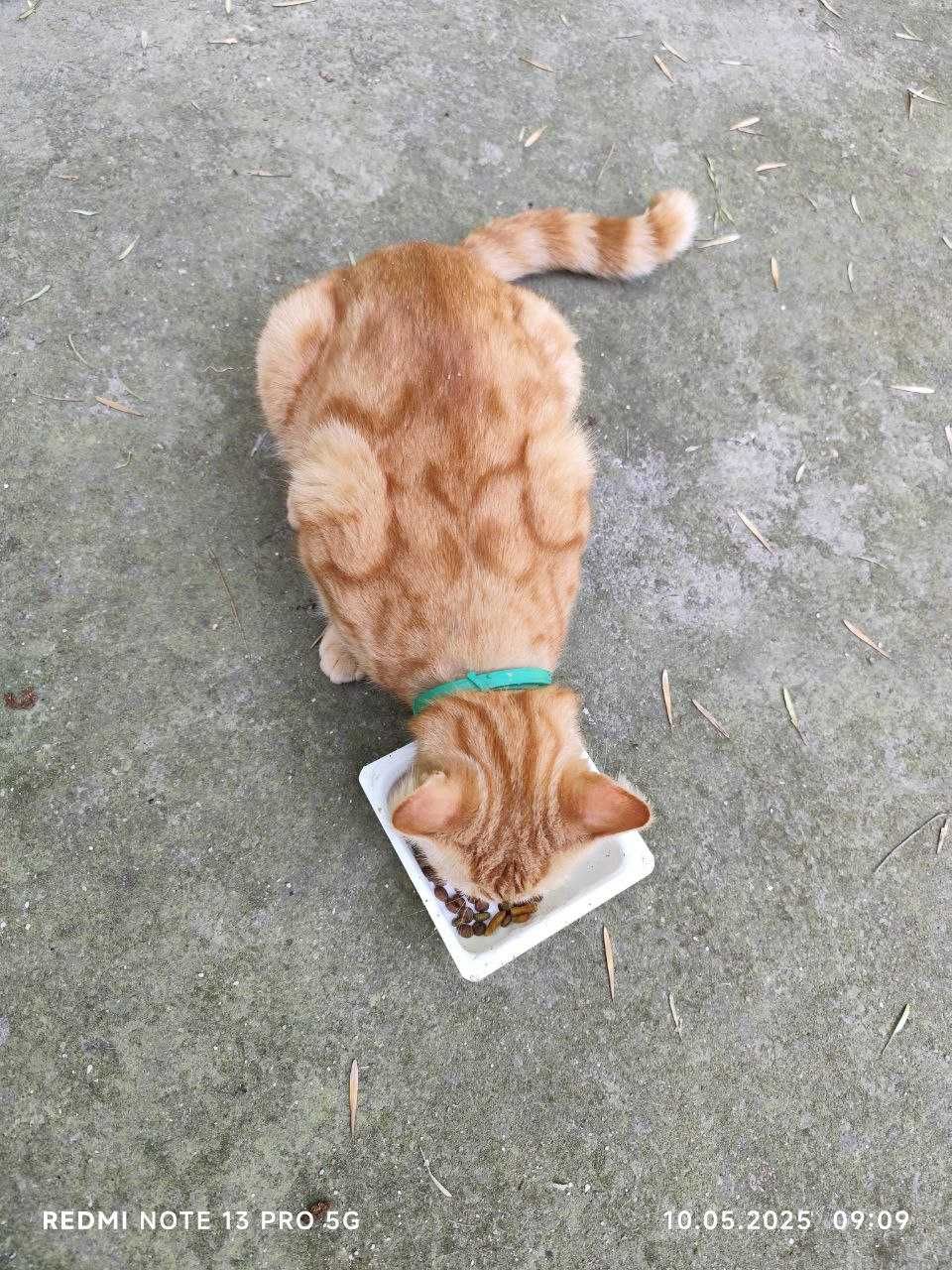 Пристраивается молодой котик