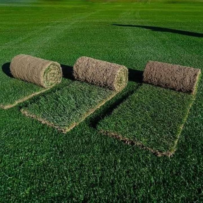 Plante ornamentale la prețuri de producător :
- tuia smaragd ( 1,2m -