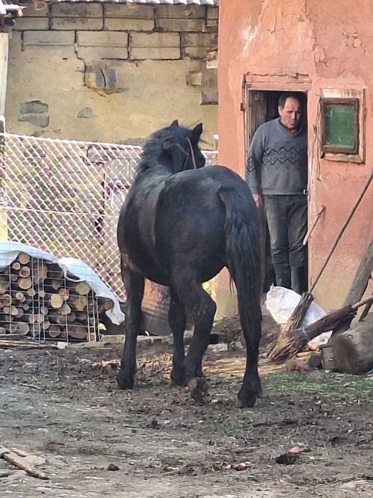 Vand manz de un an jumate