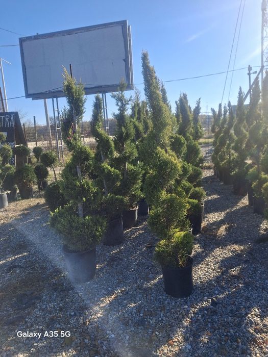 Vând plante ornamentale