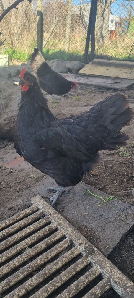Australorp OUA pentru incubat