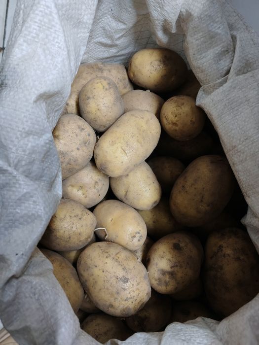 Продам домашний картофель