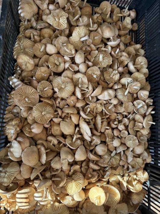 Сушени челядинки от Родопите -цели нова реколта