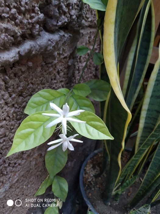 Доставка цветов хона оффес гуллари