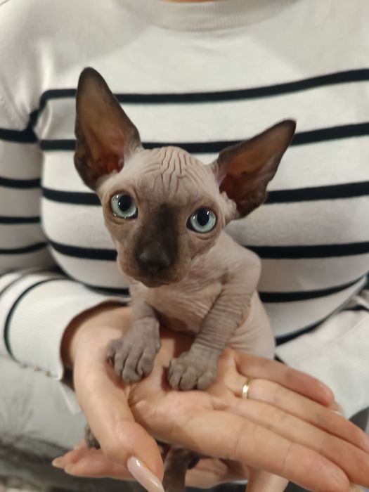 Продавам канадски сфинкс