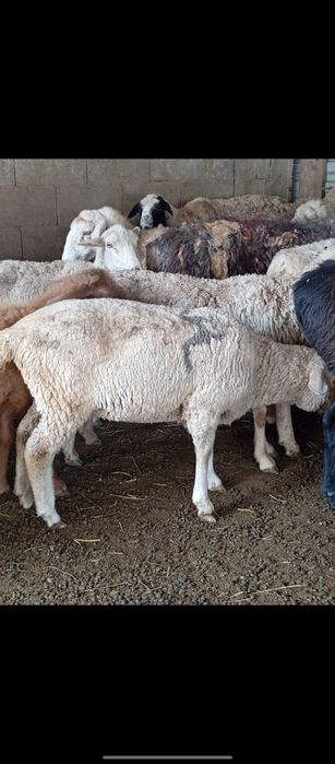 Продам баранов    .
