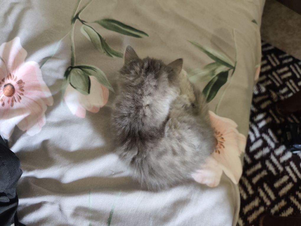 Кошка домашние животные