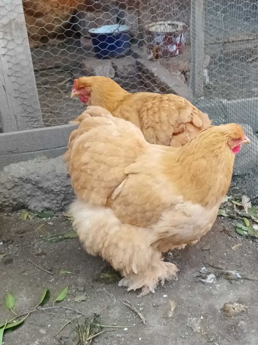Cochinchina urias galben 1+2
