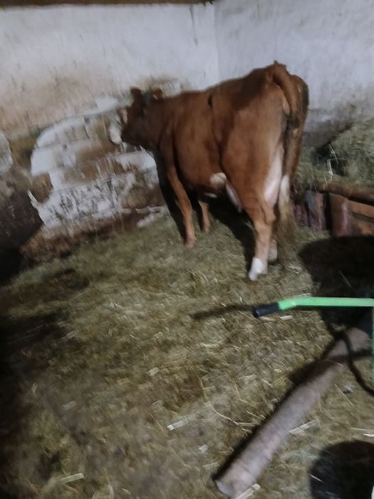 Vand jurinca cu vitea