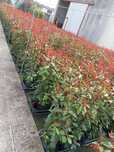 Gard viu Photinia Red Robin