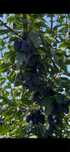 Prune Stanley pentru consum sau tuica
