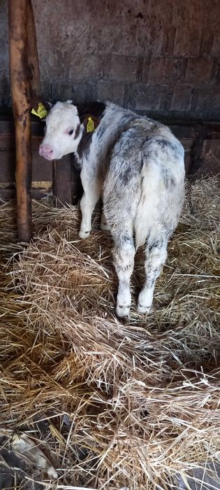 Vând 4 viței de vacă