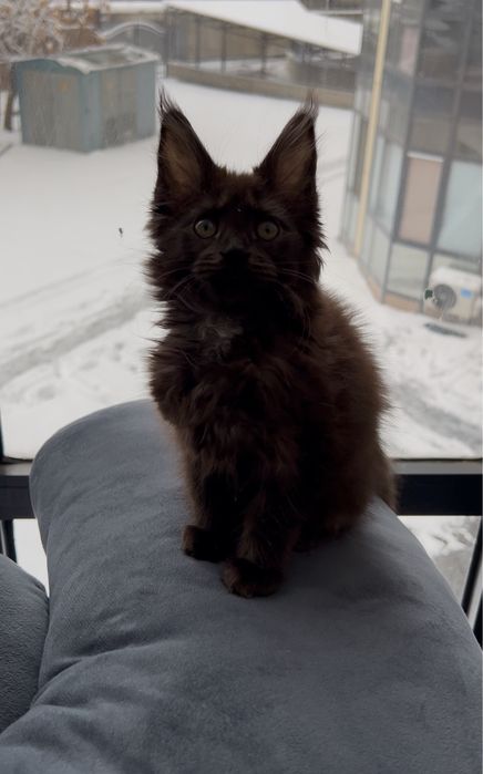 Шикарные Мейн куны