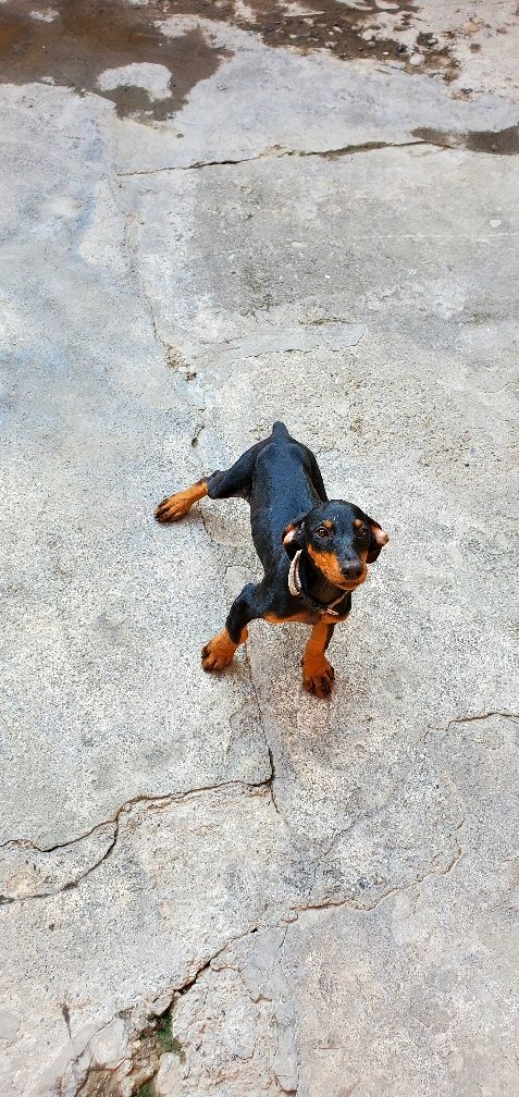 Doberman kuchuk 2,5 oylik qiz