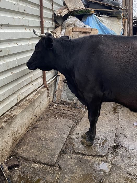 Vacă de vânzare, vârstă 6 ani