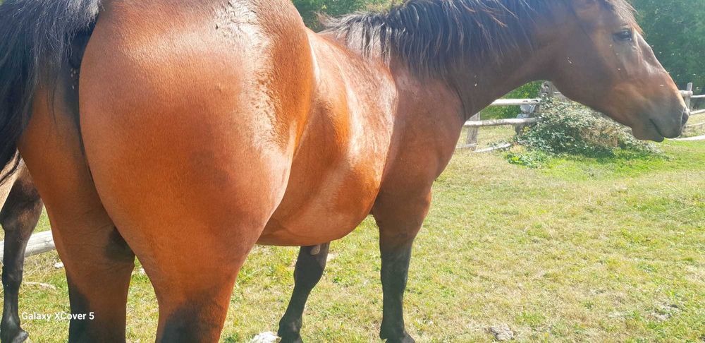 Vnd harmăsar 1500 de euro