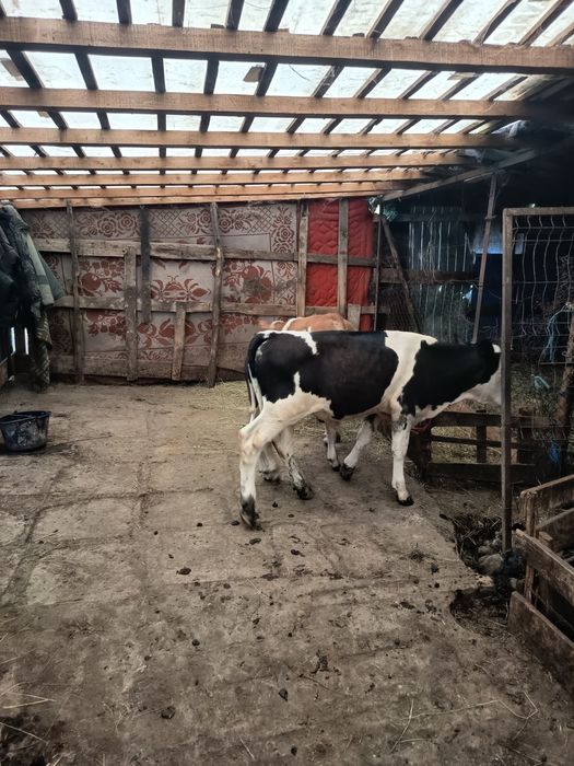 Vand 3 Tăurași  foarte frumoși!