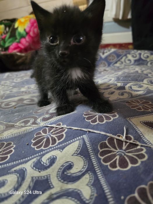 Отдам котят в добрые руки!